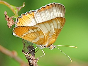 Common Mestra Butterfly